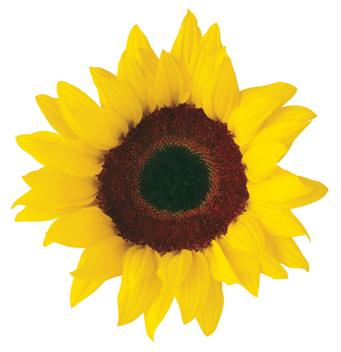 sunflower clipart images - photo #35